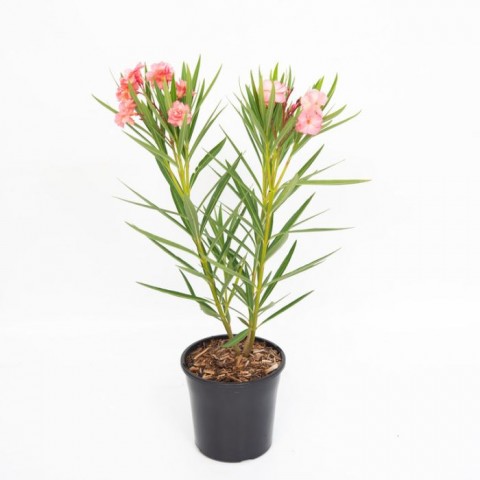 ZAKKUM ÇİÇEĞİ 10 ADET - Nerium Oleander Dış Mekan Çiçeği