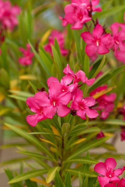 ZAKKUM ÇİÇEĞİ 20 ADET - Nerium Oleander Dış Mekan Çiçeği