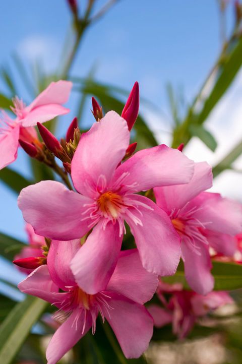 ZAKKUM ÇİÇEĞİ 5 ADET - Nerium Oleander Dış Mekan Çiçeği