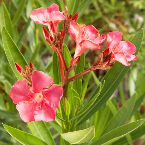 ZAKKUM ÇİÇEĞİ 5 ADET - Nerium Oleander Dış Mekan Çiçeği