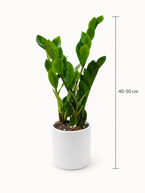 zamia zeze iei