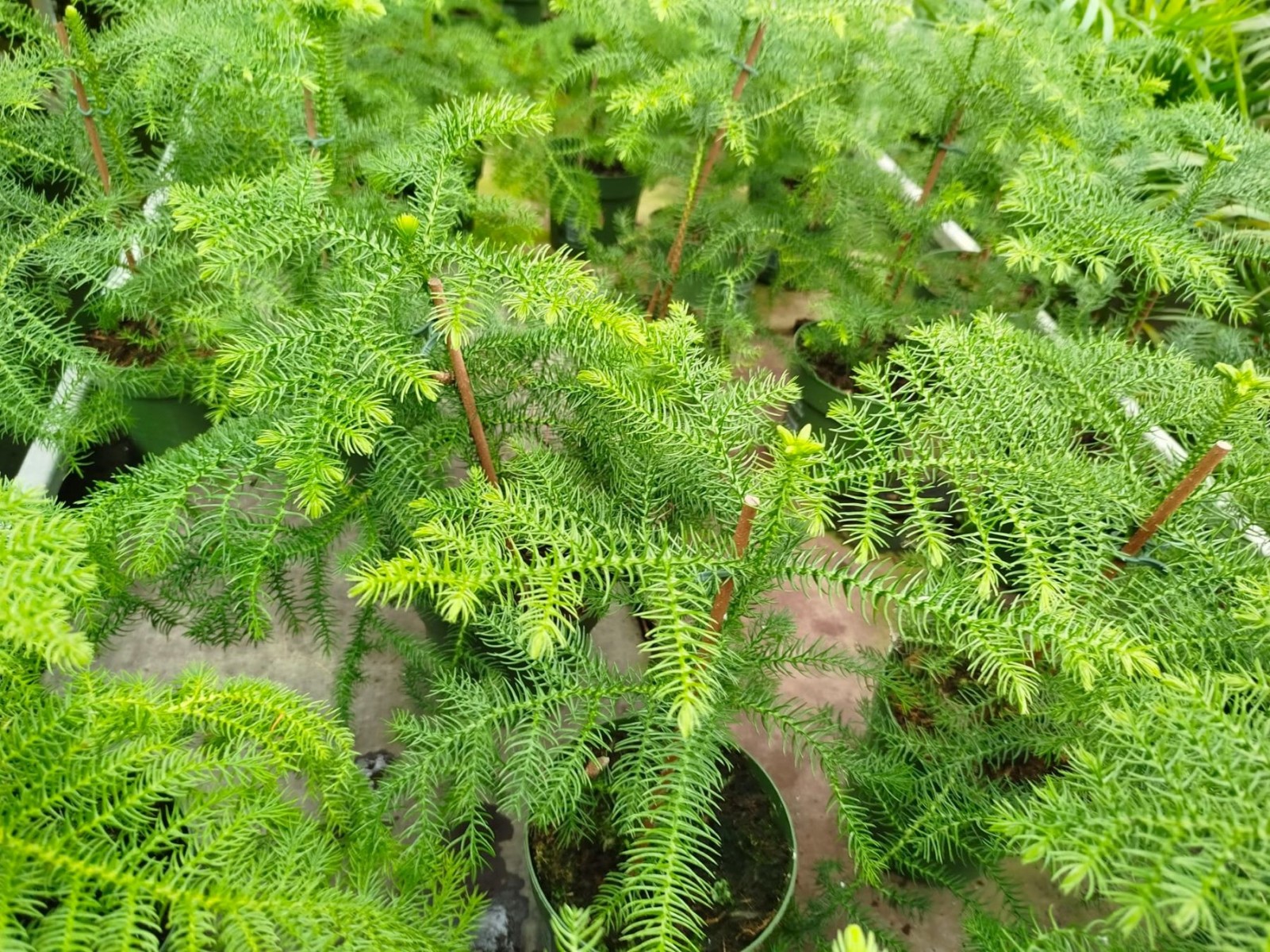 SALON ÇAMI / AROKARYASI (25-30 cm) - HEDİYELİK OFİS / EV / İÇ MEKAN BİTKİSİ SALON ÇAMI / AROKARYASI (25-30 cm) - HEDİYELİK OFİS / EV / İÇ MEKAN BİTKİSİ