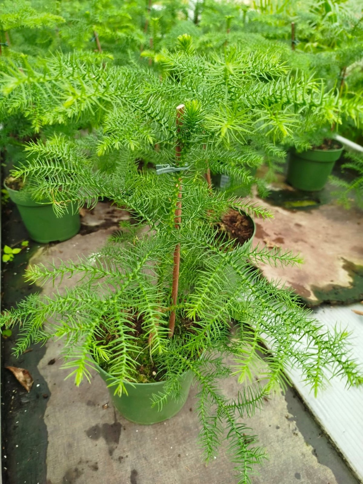 SALON ÇAMI / AROKARYASI (25-30 cm) - HEDİYELİK OFİS / EV / İÇ MEKAN BİTKİSİ SALON ÇAMI / AROKARYASI (25-30 cm) - HEDİYELİK OFİS / EV / İÇ MEKAN BİTKİSİ