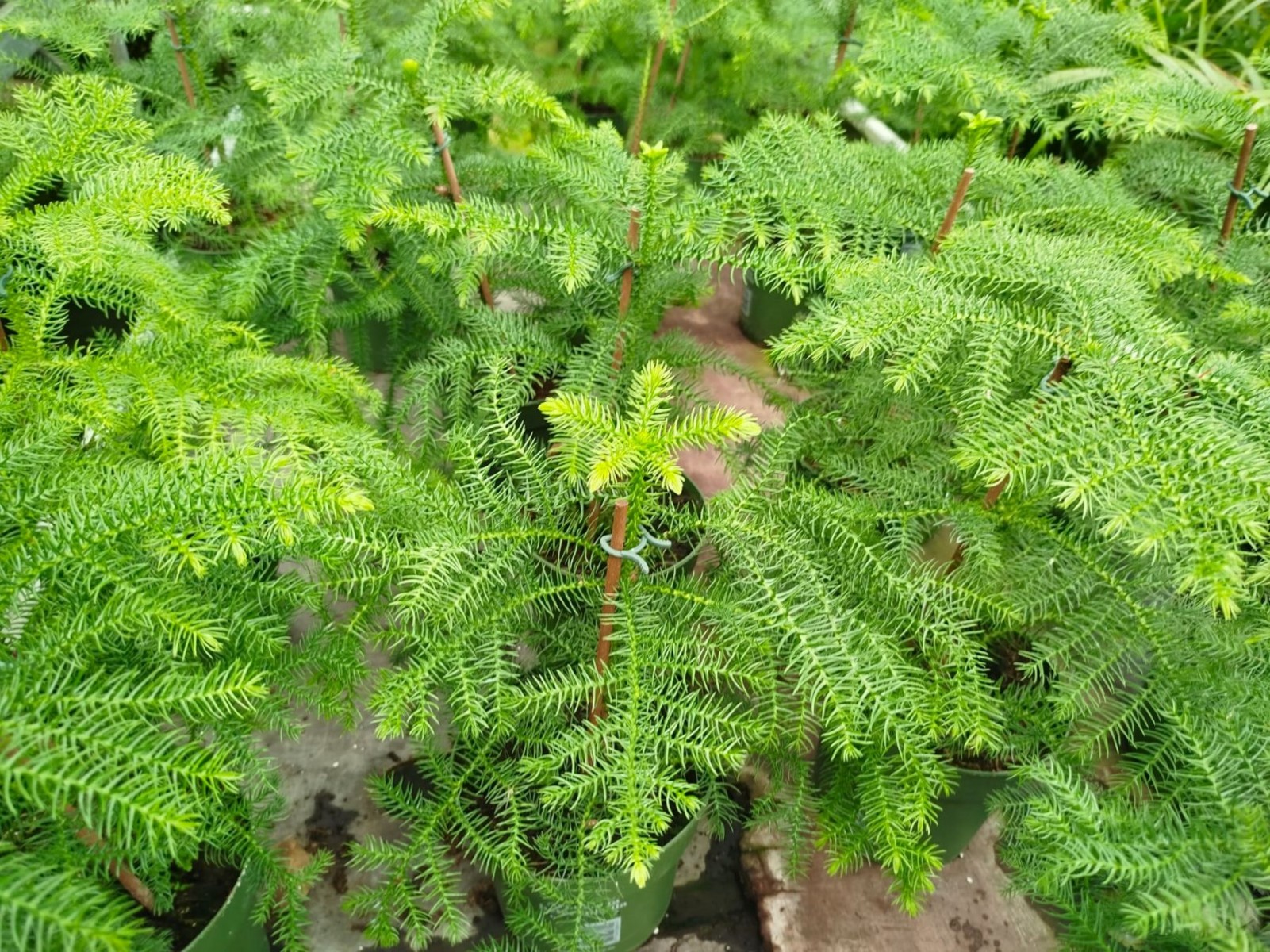 SALON ÇAMI / AROKARYASI 3 ADET (25-30 cm) - HEDİYELİK OFİS / EV / İÇ MEKAN BİTKİSİ SALON ÇAMI / AROKARYASI 3 ADET (25-30 cm) - HEDİYELİK OFİS / EV / İÇ MEKAN BİTKİSİ