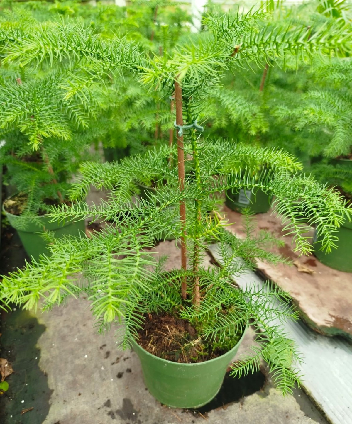 SALON ÇAMI / AROKARYASI 3 ADET (25-30 cm) - HEDİYELİK OFİS / EV / İÇ MEKAN BİTKİSİ SALON ÇAMI / AROKARYASI 3 ADET (25-30 cm) - HEDİYELİK OFİS / EV / İÇ MEKAN BİTKİSİ