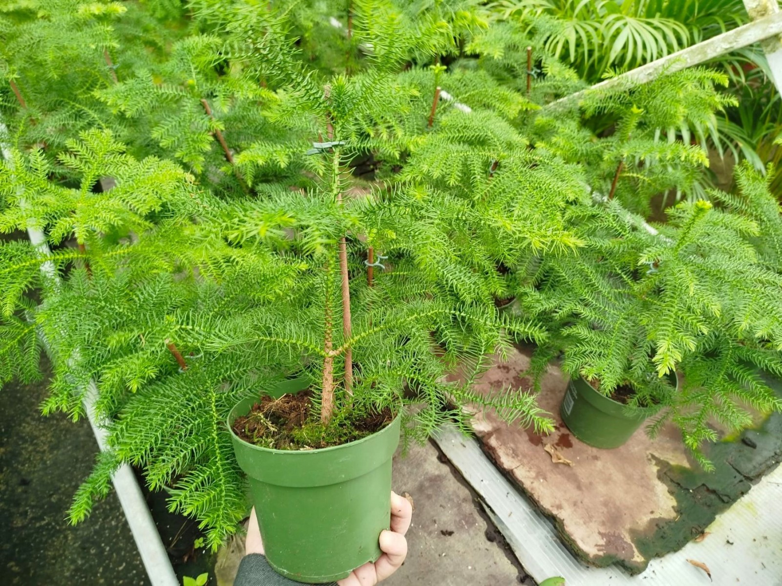 SALON ÇAMI / AROKARYASI 3 ADET (25-30 cm) - HEDİYELİK OFİS / EV / İÇ MEKAN BİTKİSİ SALON ÇAMI / AROKARYASI 3 ADET (25-30 cm) - HEDİYELİK OFİS / EV / İÇ MEKAN BİTKİSİ