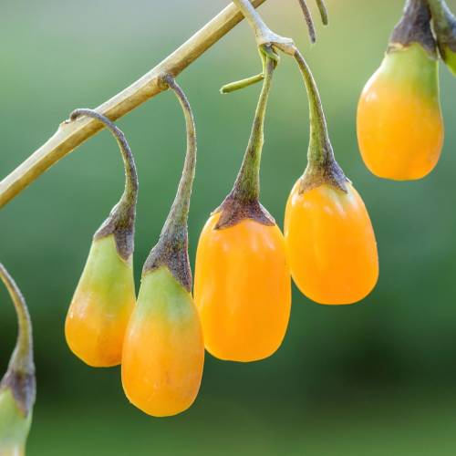 Sarı Goji Berry Fidanı 10 Adet