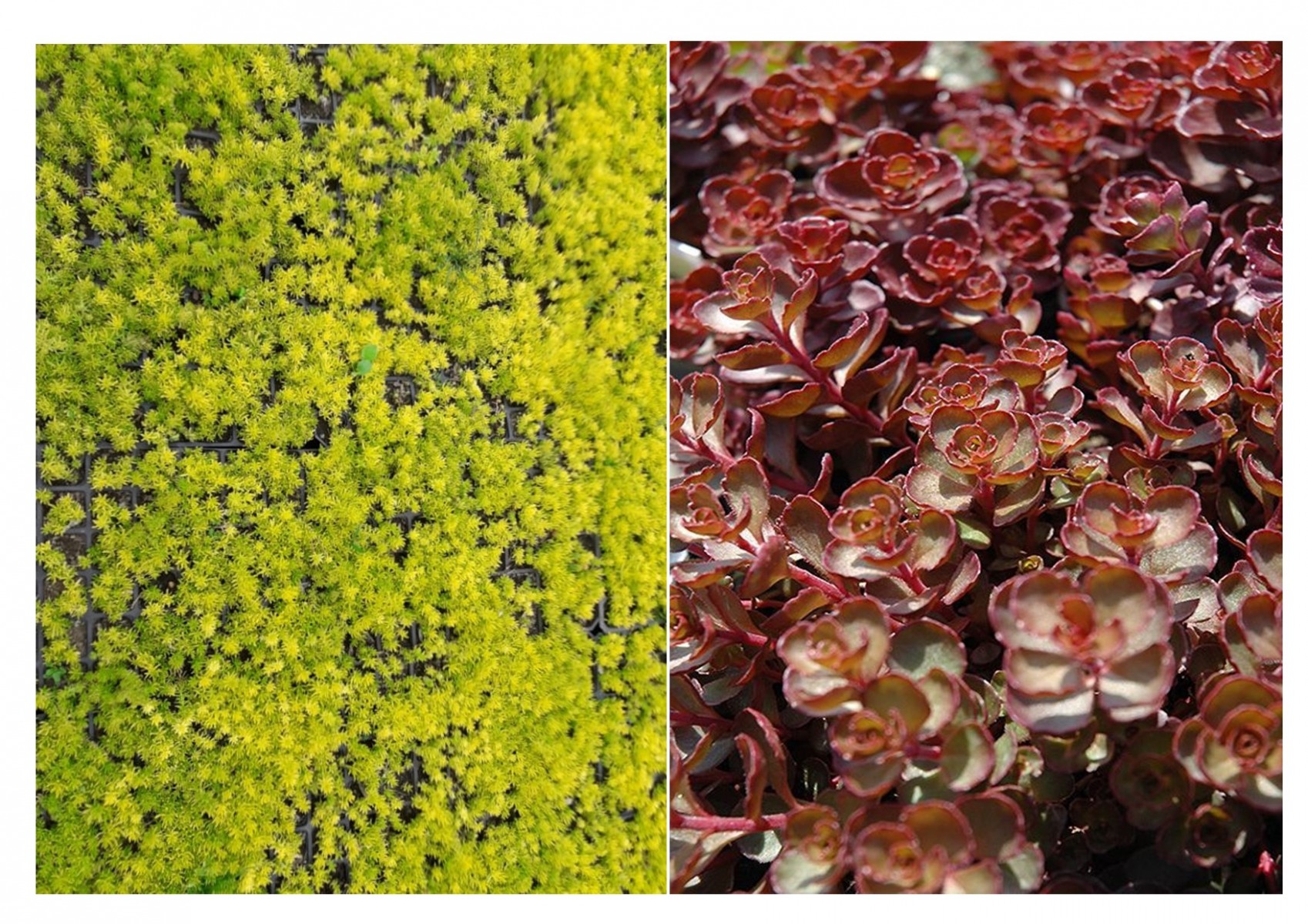 SARI KIRMIZI SEDUM 20 ADET - YER ÖRTÜCÜ ÇOK YILLIK BİTKİ SARI KIRMIZI SEDUM 20 ADET - YER ÖRTÜCÜ ÇOK YILLIK BİTKİ