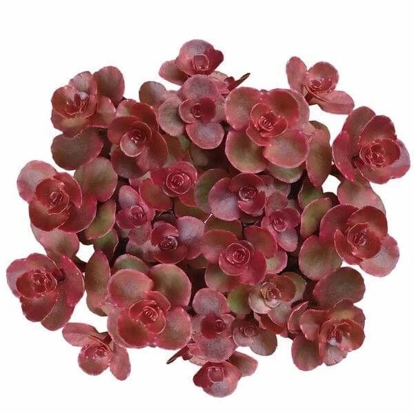 SARI KIRMIZI SEDUM 20 ADET - YER ÖRTÜCÜ ÇOK YILLIK BİTKİ