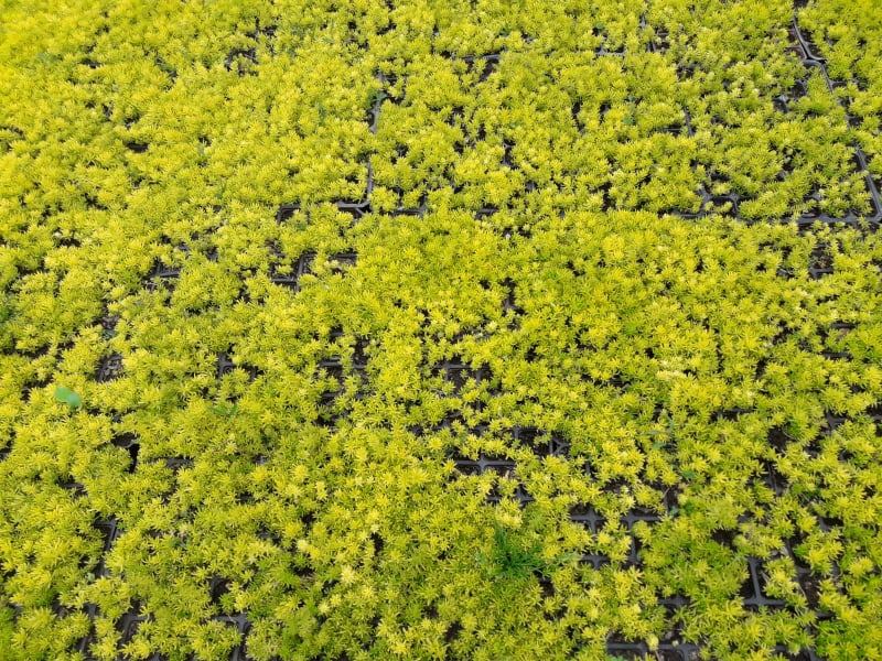 SARI KIRMIZI SEDUM 20 ADET - YER ÖRTÜCÜ ÇOK YILLIK BİTKİ SARI KIRMIZI SEDUM 20 ADET - YER ÖRTÜCÜ ÇOK YILLIK BİTKİ
