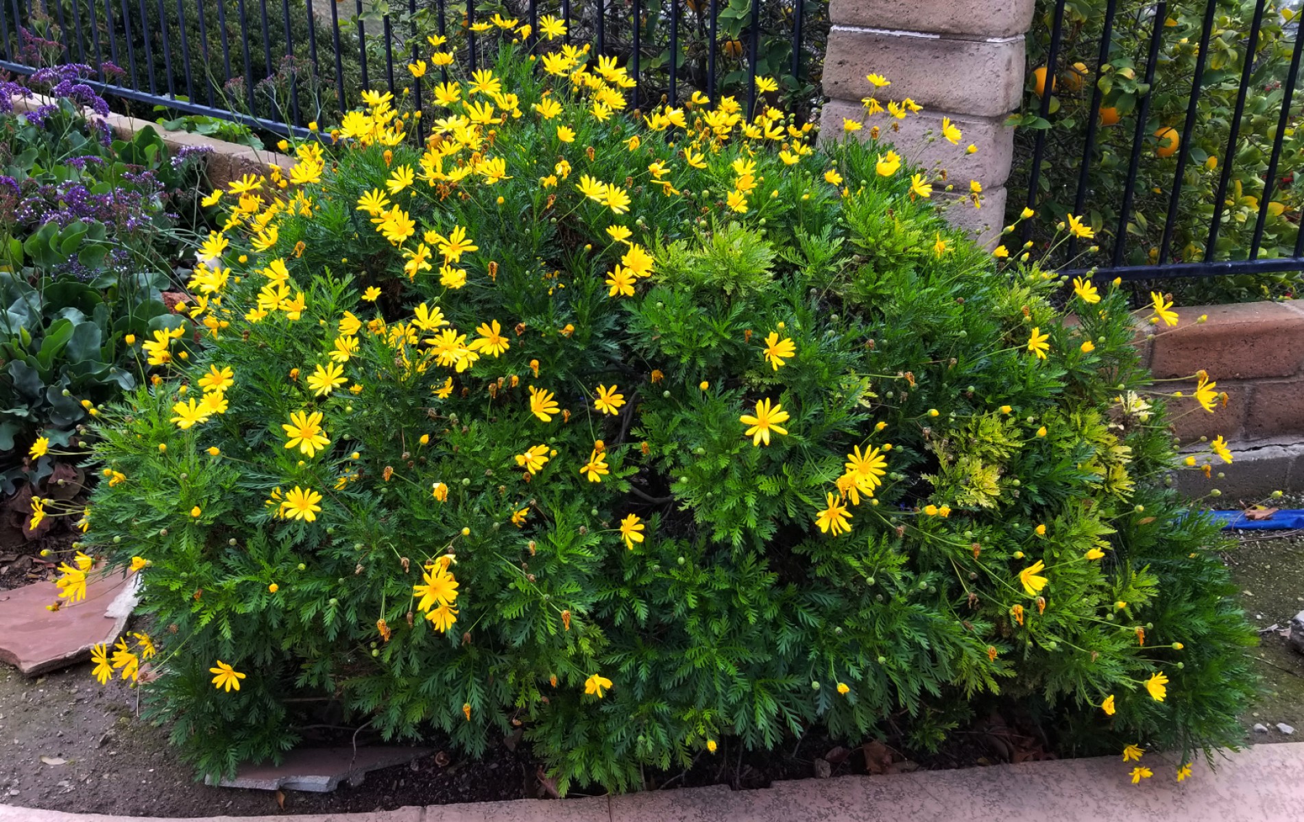 SARI PAPATYA EURYOPS 5 ADET - ÇOK YILLIK DIŞ MEKAN ÇİÇEĞİ SARI PAPATYA EURYOPS 5 ADET - ÇOK YILLIK DIŞ MEKAN ÇİÇEĞİ