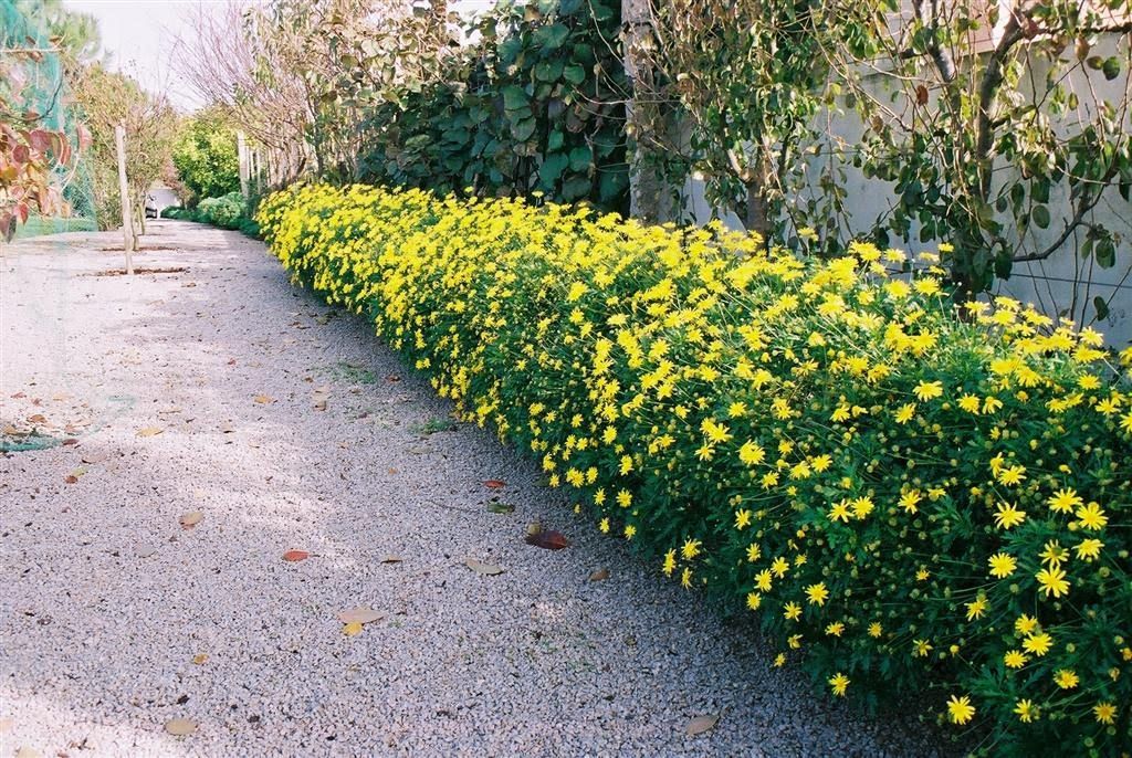 SARI PAPATYA EURYOPS 5 ADET - ÇOK YILLIK DIŞ MEKAN ÇİÇEĞİ SARI PAPATYA EURYOPS 5 ADET - ÇOK YILLIK DIŞ MEKAN ÇİÇEĞİ
