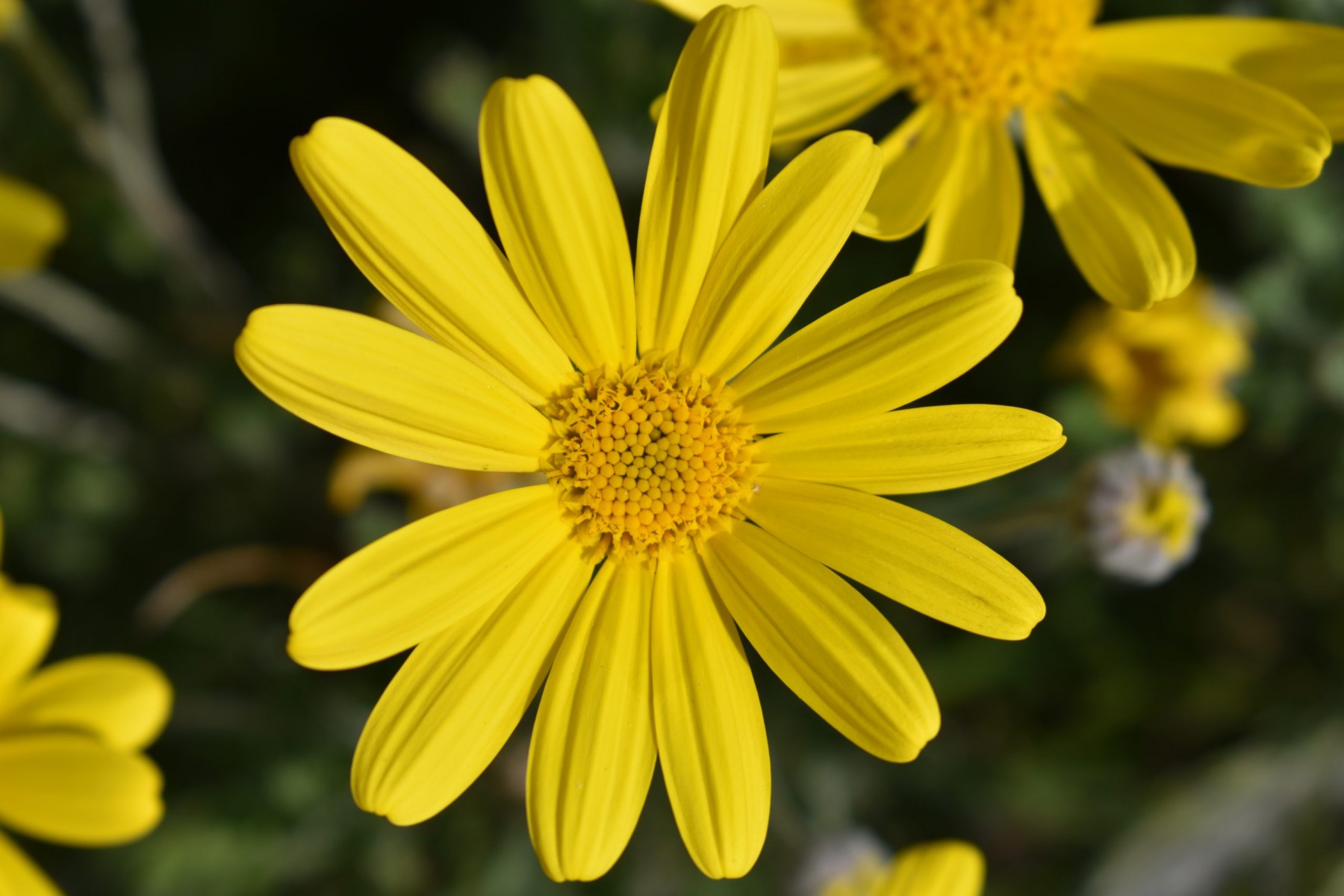 SARI PAPATYA EURYOPS 5 ADET - ÇOK YILLIK DIŞ MEKAN ÇİÇEĞİ SARI PAPATYA EURYOPS 5 ADET - ÇOK YILLIK DIŞ MEKAN ÇİÇEĞİ