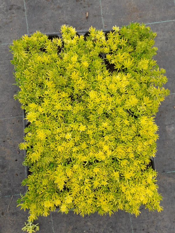 SARI SEDUM 10 ADET - YER ÖRTÜCÜ ÇOK YILLIK BİTKİ SARI SEDUM 10 ADET - YER ÖRTÜCÜ ÇOK YILLIK BİTKİ
