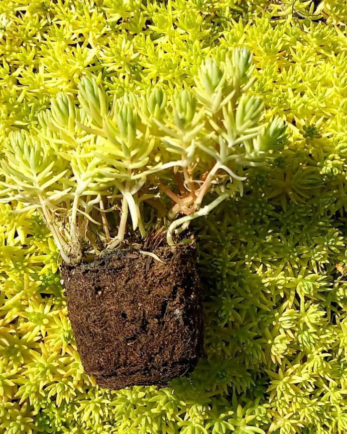 SARI SEDUM 180 ADET - YER ÖRTÜCÜ ÇOK YILLIK BİTKİ SARI SEDUM 180 ADET - YER ÖRTÜCÜ ÇOK YILLIK BİTKİ