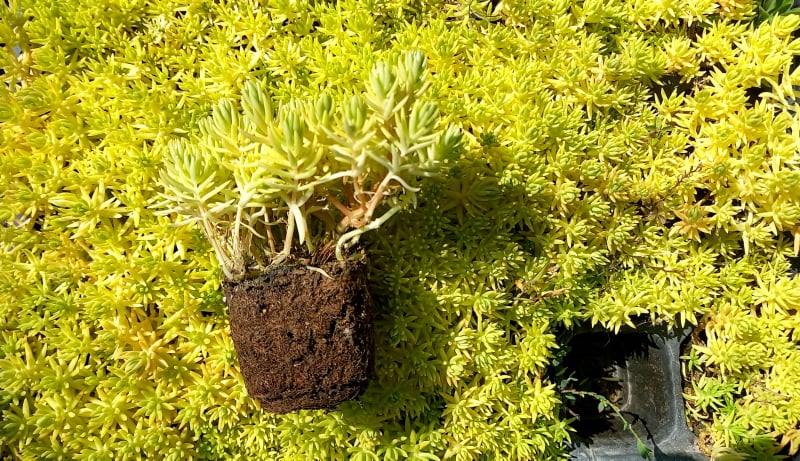 SARI SEDUM 25 ADET - YER ÖRTÜCÜ ÇOK YILLIK BİTKİ SARI SEDUM 25 ADET - YER ÖRTÜCÜ ÇOK YILLIK BİTKİ