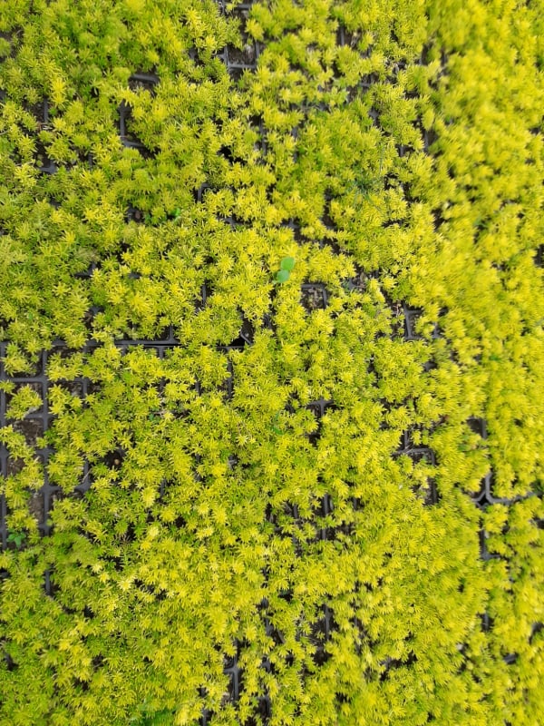 SARI SEDUM 25 ADET - YER ÖRTÜCÜ ÇOK YILLIK BİTKİ SARI SEDUM 25 ADET - YER ÖRTÜCÜ ÇOK YILLIK BİTKİ