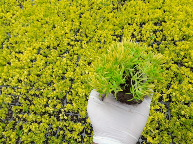 SARI SEDUM 45 ADET - YER ÖRTÜCÜ ÇOK YILLIK BİTKİ SARI SEDUM 45 ADET - YER ÖRTÜCÜ ÇOK YILLIK BİTKİ