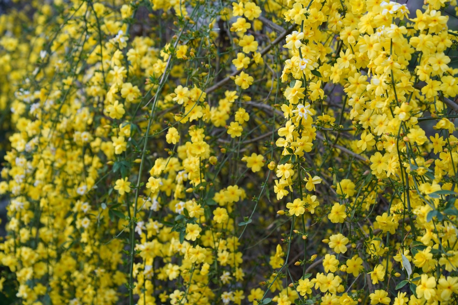 SARI YASEMİN FİDANI - ÇİÇEKLİ SARILICI BİTKİ (Jasminum Nudiflorum)