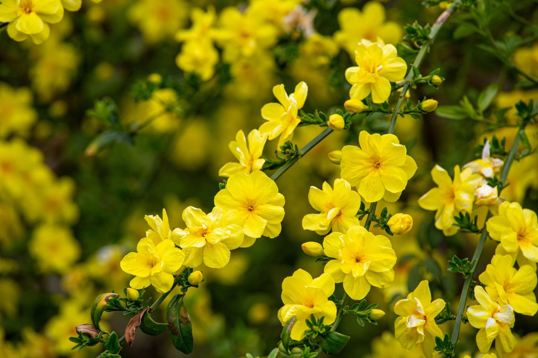 SARI YASEMİN FİDANI - ÇİÇEKLİ SARILICI BİTKİ (Jasminum Nudiflorum)