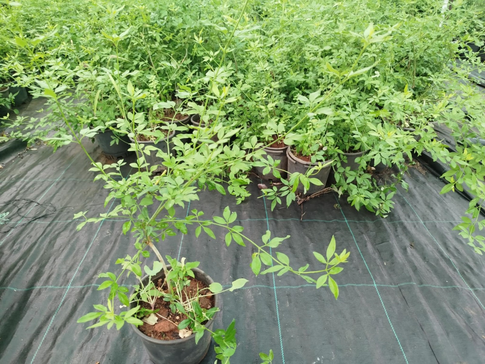 SARI YASEMİN FİDANI - ÇİÇEKLİ SARILICI BİTKİ (Jasminum Nudiflorum)