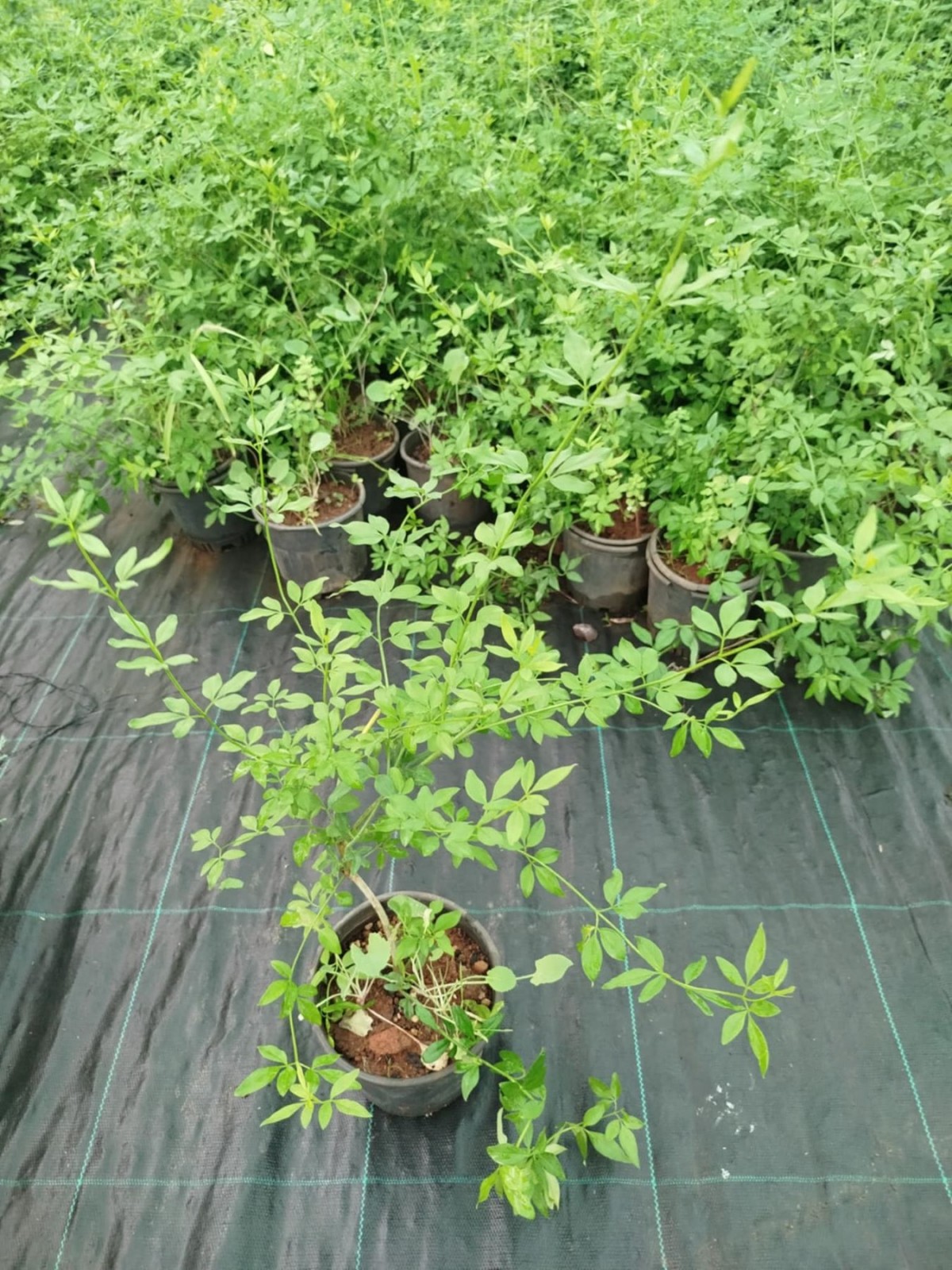 SARI YASEMİN FİDANI - ÇİÇEKLİ SARILICI BİTKİ (Jasminum Nudiflorum)