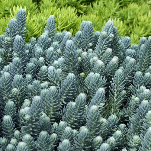 SEDUM REFLEXUM 'Blue Spruce' - 45 ADET YER ÖRTÜCÜ SUKULENT