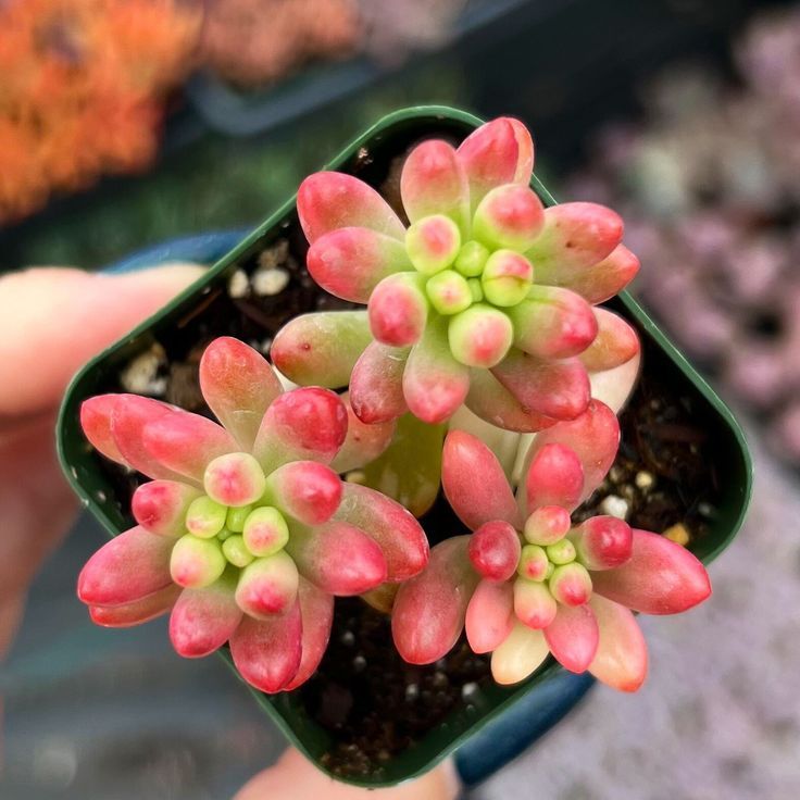 SEDUM RUBROTINCTUM 10 ADET - Jelly Bean Sukulent