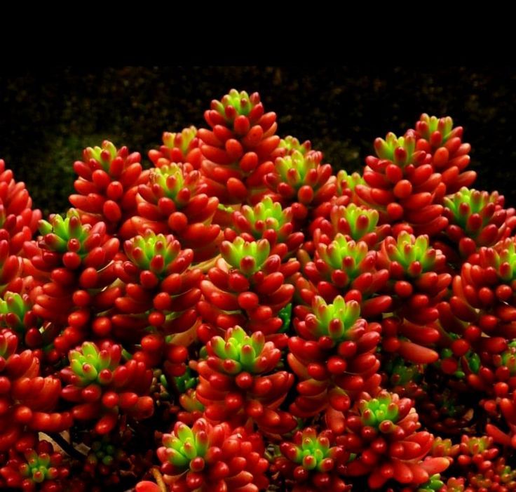 SEDUM RUBROTINCTUM 10 ADET - Jelly Bean Sukulent