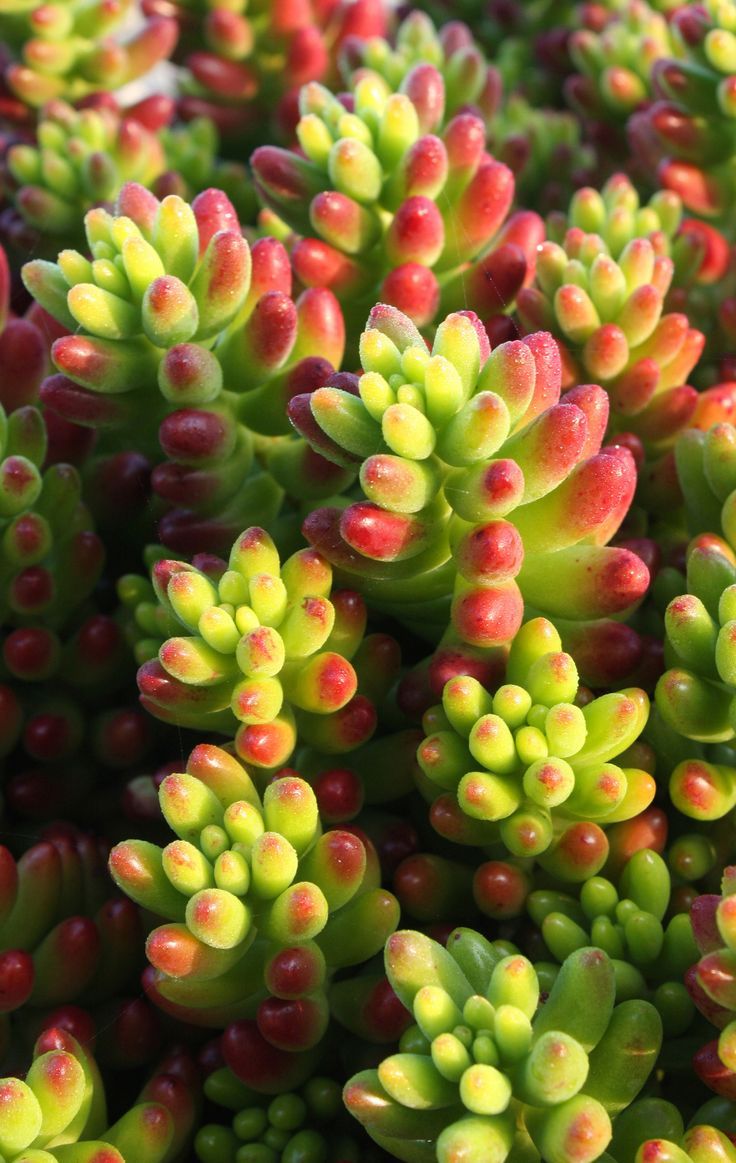 SEDUM RUBROTINCTUM 20 ADET - Jelly Bean Sukulent