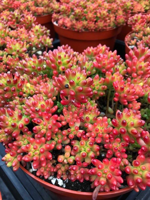 SEDUM RUBROTINCTUM 20 ADET - Jelly Bean Sukulent SEDUM RUBROTINCTUM 20 ADET - Jelly Bean Sukulent