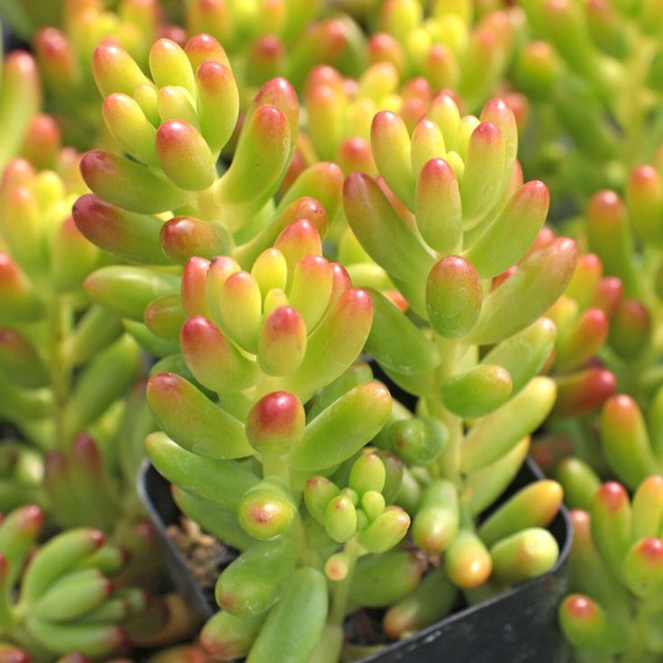 SEDUM RUBROTINCTUM 20 ADET - Jelly Bean Sukulent SEDUM RUBROTINCTUM 20 ADET - Jelly Bean Sukulent