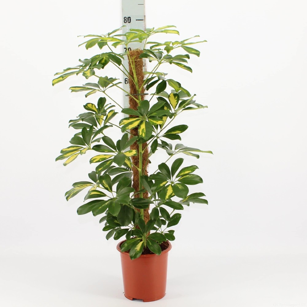 Şeflera( Alacalı ) – Şemsiye Ağacı 60-80 cm