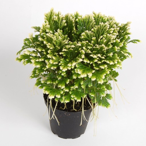 Selaginella – Süs Yosunu