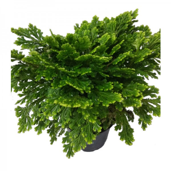 Selaginella – Süs Yosunu