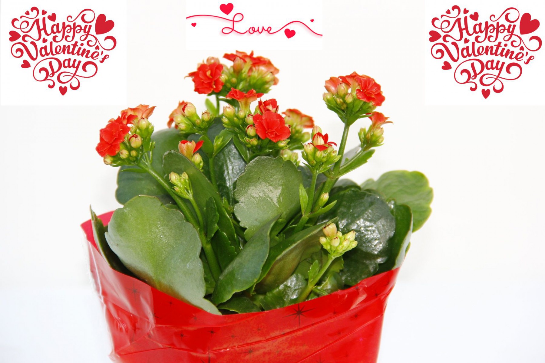 SEVGİLİLER GÜNÜ ÇİÇEĞİ KIRMIZI KALANŞÖ SEVGİLİLER GÜNÜ ÇİÇEĞİ KIRMIZI KALANŞÖ