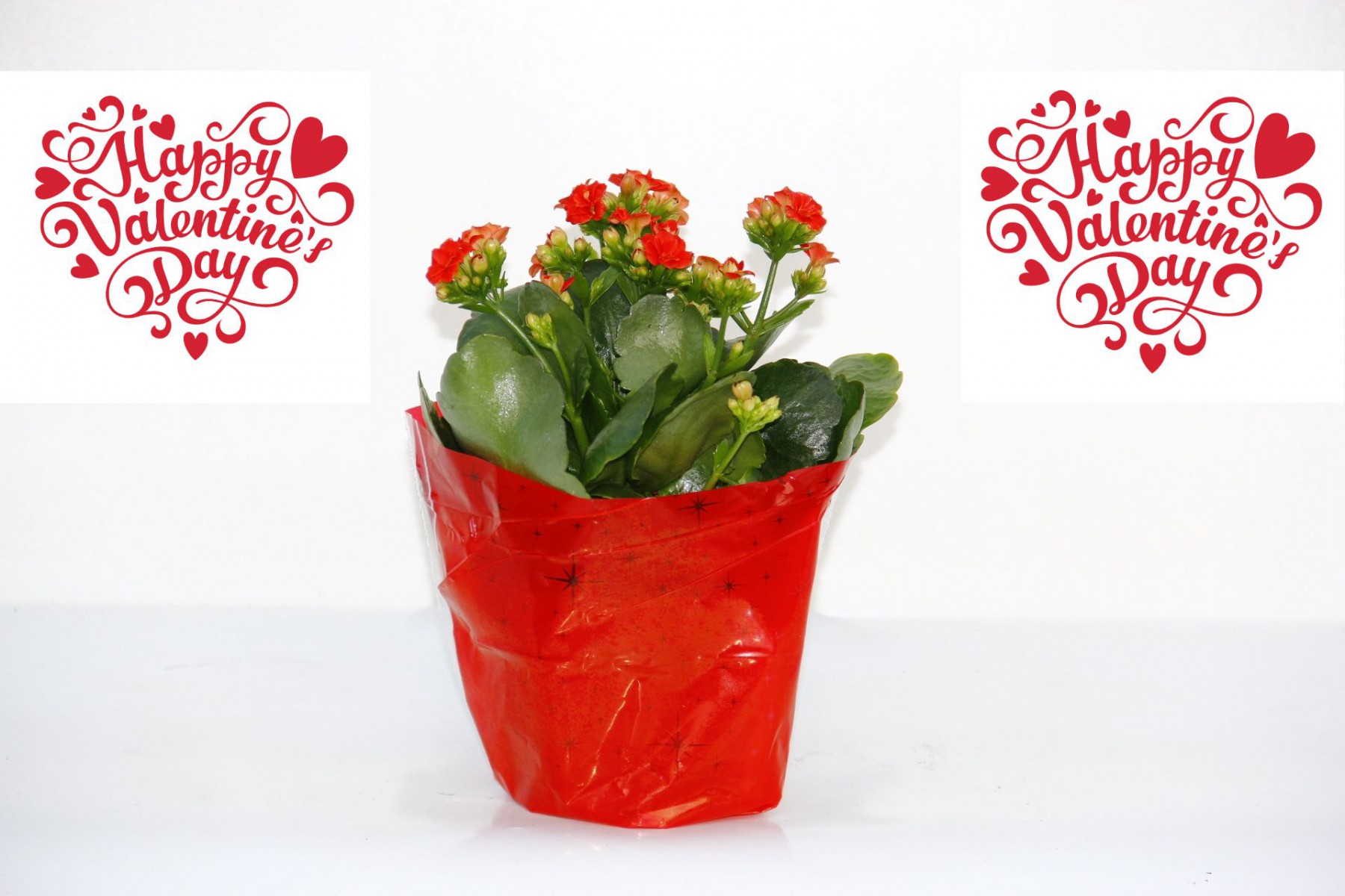 SEVGİLİLER GÜNÜ ÇİÇEĞİ KIRMIZI KALANŞÖ SEVGİLİLER GÜNÜ ÇİÇEĞİ KIRMIZI KALANŞÖ