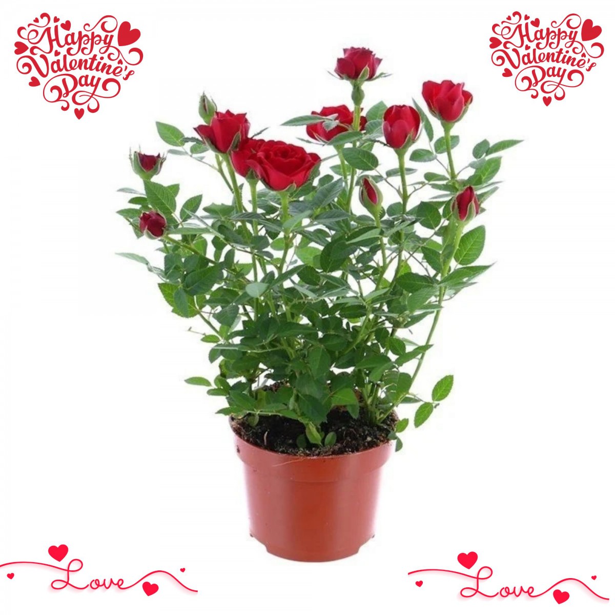 SEVGİLİLER GÜNÜ ÇİÇEĞİ KIRMIZI MİNİ GÜL SEVGİLİLER GÜNÜ ÇİÇEĞİ KIRMIZI MİNİ GÜL