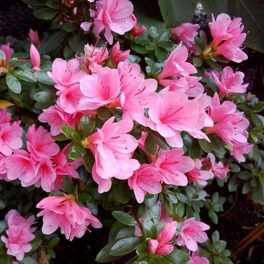 SEVGİLİLER GÜNÜ ÇİÇEĞİ PEMBE AÇELYA SEVGİLİLER GÜNÜ ÇİÇEĞİ PEMBE AÇELYA