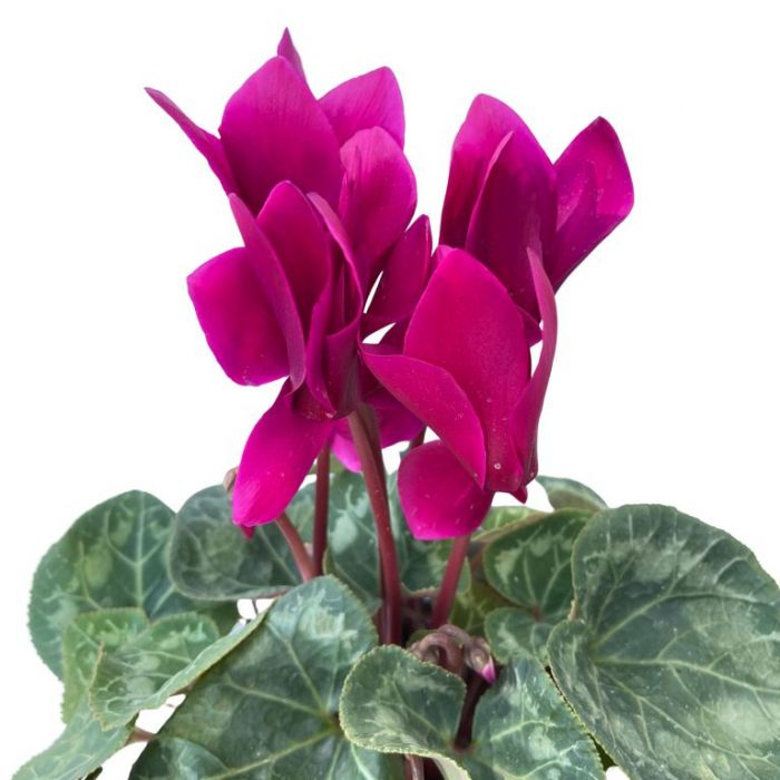 SEVGİLİLER GÜNÜ ÇİÇEĞİ PEMBE SİKLAMEN