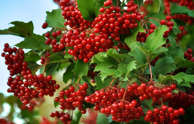 ŞİFALI GİREBOLU FİDANI 3 ADET - GİLABORU ŞİFALI GİREBOLU FİDANI 3 ADET - GİLABORU