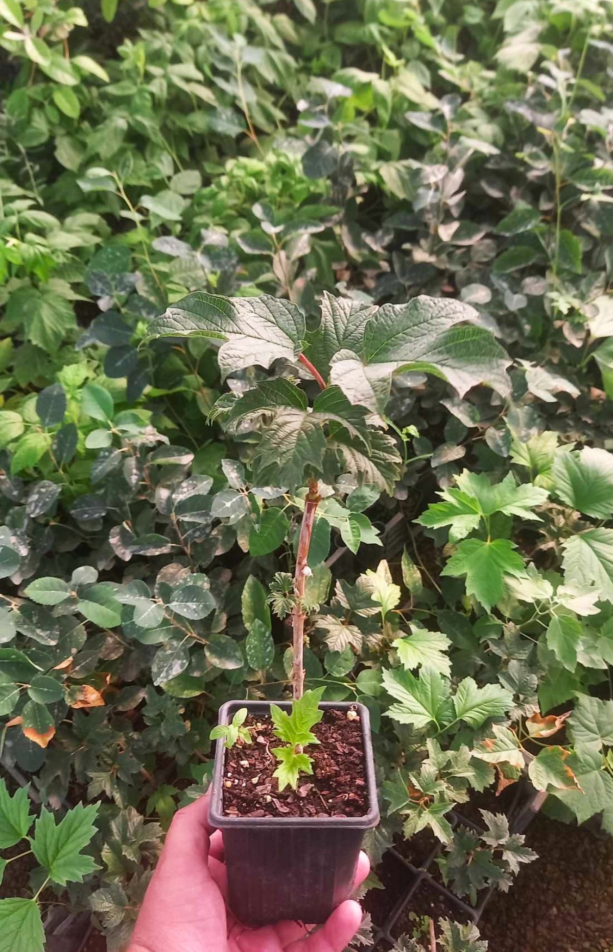 ŞİFALI GİREBOLU FİDANI 3 ADET - GİLABORU ŞİFALI GİREBOLU FİDANI 3 ADET - GİLABORU