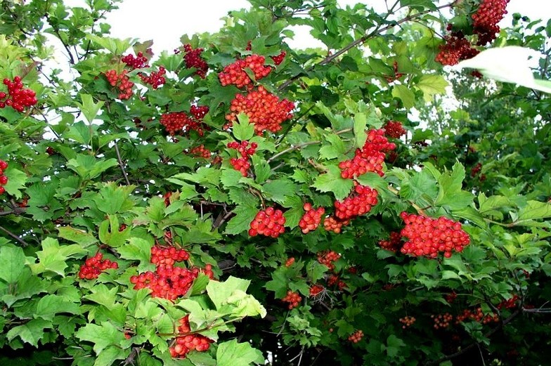 ŞİFALI GİREBOLU FİDANI 5 ADET - GİLABORU