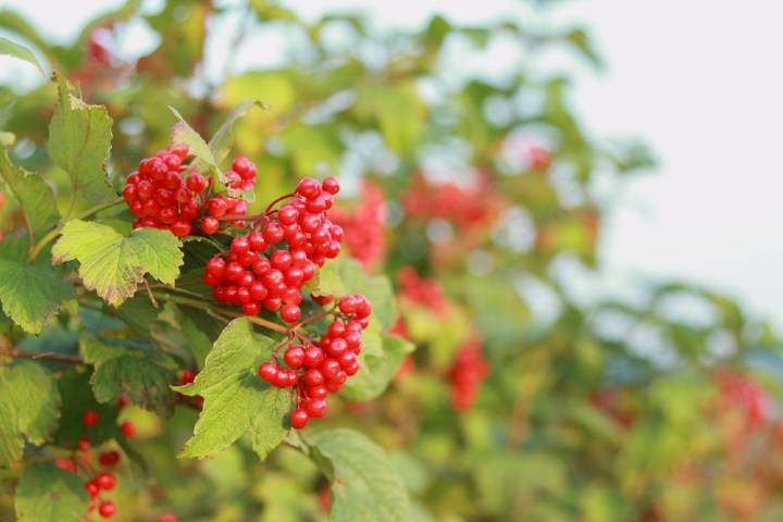 ŞİFALI GİREBOLU FİDANI - GİLABORU ŞİFALI GİREBOLU FİDANI - GİLABORU