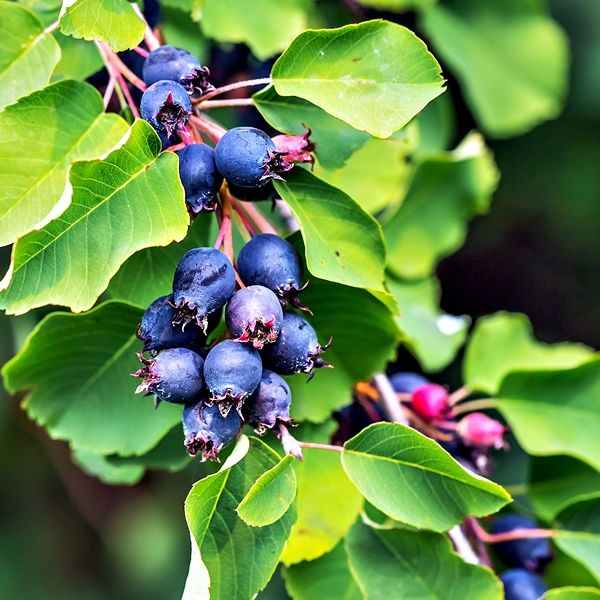 ŞİFALI SASKATOON BERRY FİDANI 2 ADET ŞİFALI SASKATOON BERRY FİDANI 2 ADET