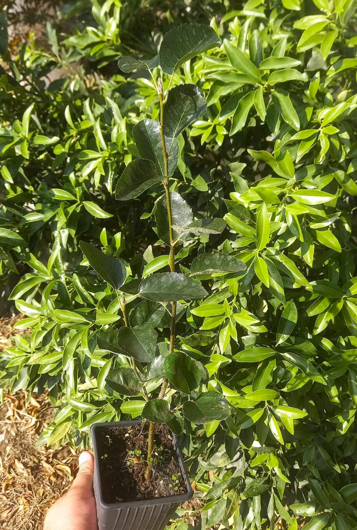 ŞİFALI SASKATOON BERRY FİDANI 3 ADET
