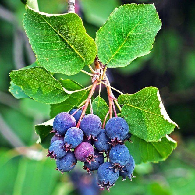 ŞİFALI SASKATOON BERRY FİDANI 5 ADET