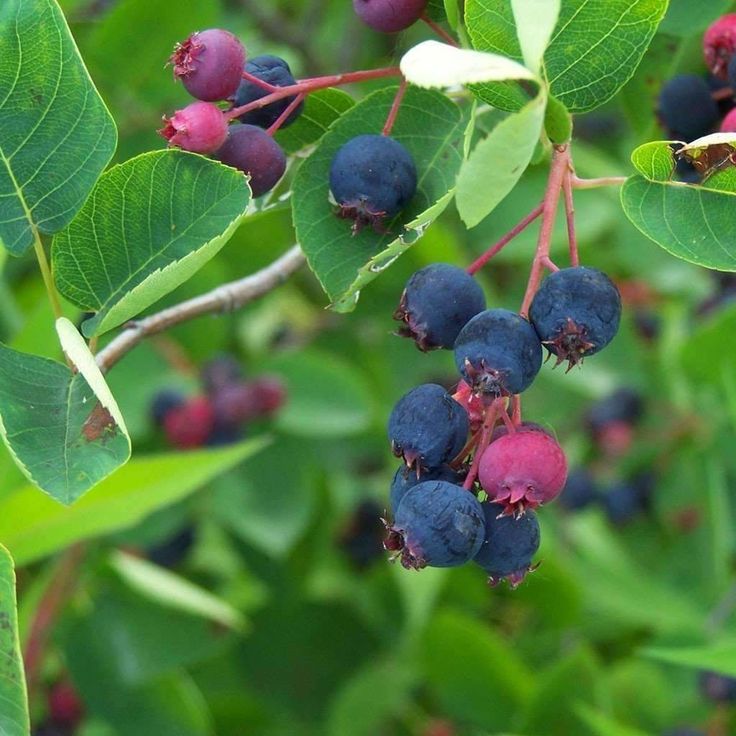 ŞİFALI SASKATOON BERRY FİDANI 5 ADET