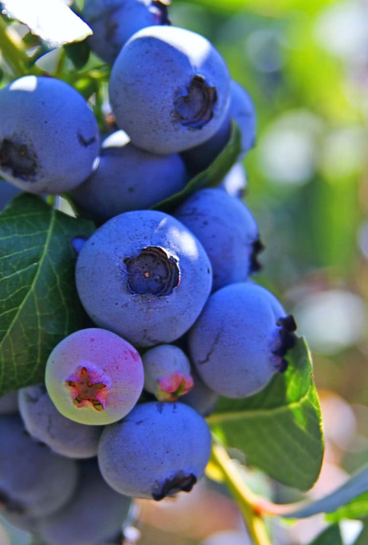 ŞİFALI SASKATOON BERRY FİDANI 5 ADET