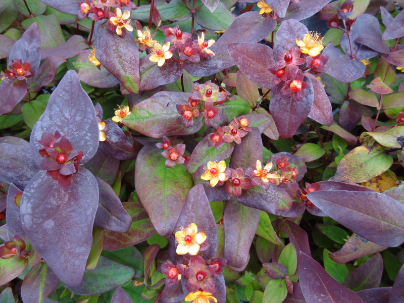 SİYAH KANTARON ÇALISI 10 ADET - Hypericum Inodorum Magical Black
